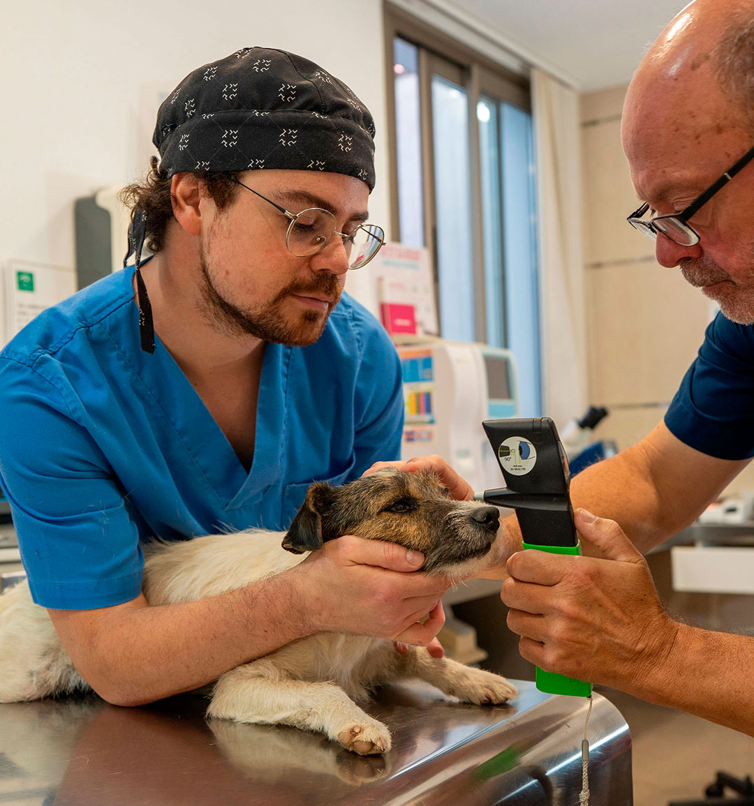 BOTON DE ACCESO A OFTALMOLOGIA VETERINARIA